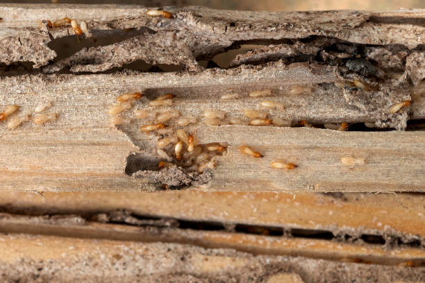 Best Pest Prevention Services  in Silver Springs Shores, FL